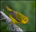 _B211039 yellow warbler